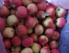 小苹果《123》纯天然果品出口多个国家海内外
