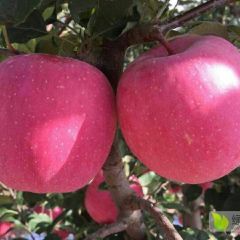 甘肃秦安高山纸袋片红富士 天水红富士上市了