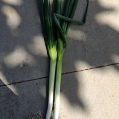 山西万荣大葱毛葱大量上市了