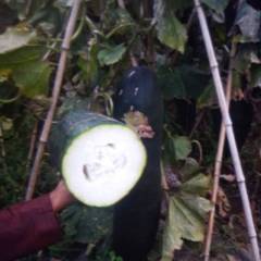 玉田黑皮冬瓜，产地直供