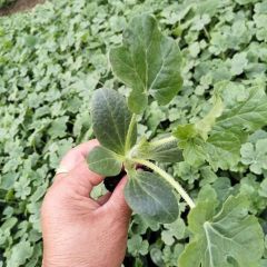 宿都种苗12月嫁接西瓜苗、美都西瓜苗欢迎前来订购