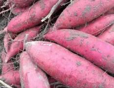 中牟优质万亩红薯基地开始大量上市了