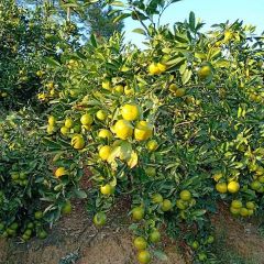 湖南常德澧县柑橘成熟了，自家果园