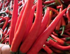 英德辣椒 合作社在乡镇种植700多亩新一代朝天椒