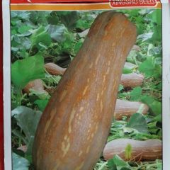 江苏启东兴蔬大果密本南瓜热销上市中