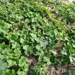 江苏射阳种植冬瓜品种优良口感好，个头较大