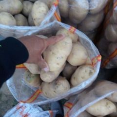 会宁县土高山乡晚熟土豆大量上市