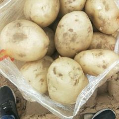 陕北沙地V系列土豆已经大量上市