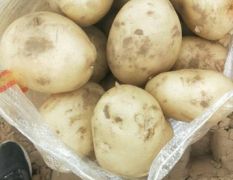 陕北沙地V系列土豆已经大量上市