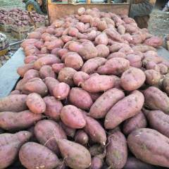 2018邹城红薯量大，货优，可自由选择包装