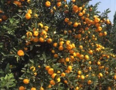 2018松滋柑橘 自家果园，自行管理