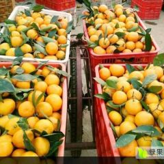 宜昌蜜桔柑桔纽荷尔脐橙产地供应