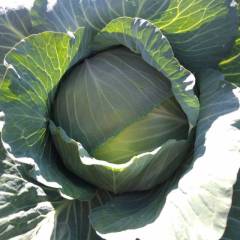 翁牛特旗甘蓝 奥奇娜甘蓝。单个2-6斤