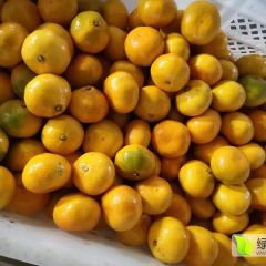 大量特早熟蜜桔供应/质优价美