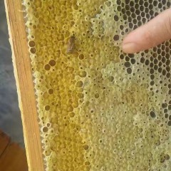 2018浦北家养野蜂，和各种杂七杂八的蜂