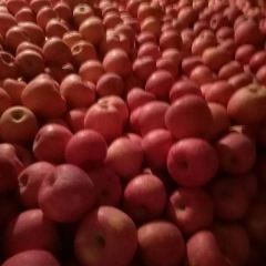 各位客户:大家好！澄城县早熟富士已经上市