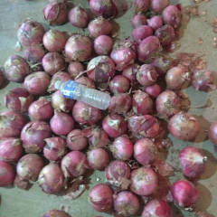 河北藁城红皮洋葱大量出库！价格葱三毛五到四