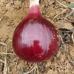 陕西定边沙地洋葱，这里是毛乌素沙漠边缘