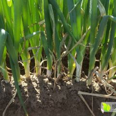 沈阳新民大葱大量上市