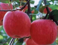 陕西白水红富士苹果 当地苹果个头大果肉足