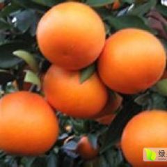 大量供应彭祖寿柑，颜色红，皮张好，味道好！