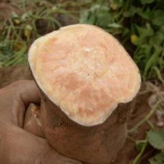 优质龙薯九红薯大量现货