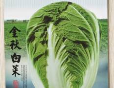 李沧金秋白菜种子最新育成秋季大白菜杂交品种