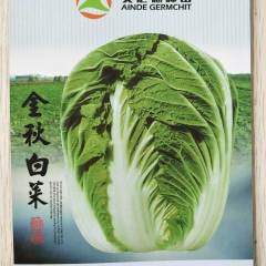 李沧金秋白菜种子最新育成秋季大白菜杂交品种