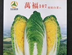 李沧枣园街道万福107白菜种子