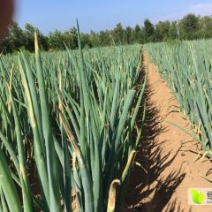 敖汉章丘大葱有20亩章丘大葱（大梧桐198）