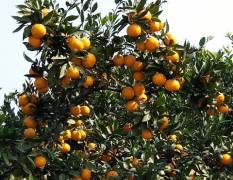 湖北省著名的柑橘生产基地之一