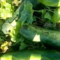 黑皮大冬瓜，腔小肉厚耐储存