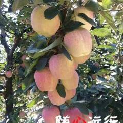 潍坊纸袋红星苹果大量上市，颜色表光一流