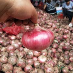 金乡大量供应金乡洋葱，大红，二红