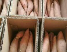 2018夏津红薯 烟二十五，适会烤薯用的产品