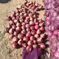 早期红皮~紫皮八零起步