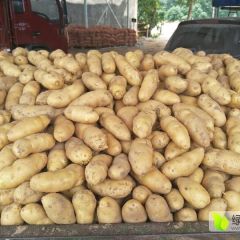 优质无青头无虫眼荷兰十五