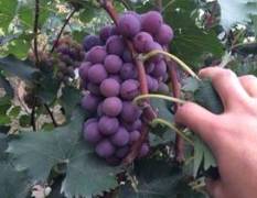 河北威县巨峰葡萄是生产中的主栽品种之一