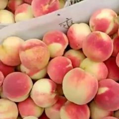 又大又甜的寒露密桃上市了！！！