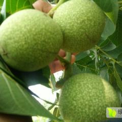 优质核桃产地直批绝对一手货源