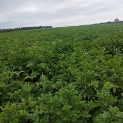 张北土豆价格 大量226 荷兰土豆！长期供应！