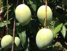 攀枝花芒果  是四川省攀枝花的著名水果
