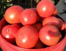 攀枝花盐边县红格出产优质番茄