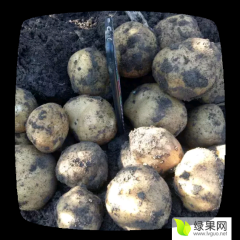吉林省公主岭怀德镇，土豆大量上市