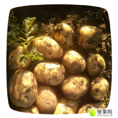 公主岭土豆品种多，荷兰，尤金，延薯四号