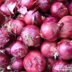 沽源黄盖淖镇有优质的洋葱要出售