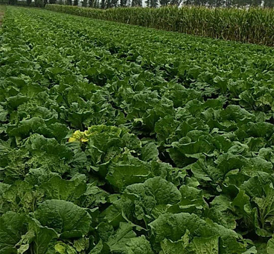 2012年吉林农安白菜价格