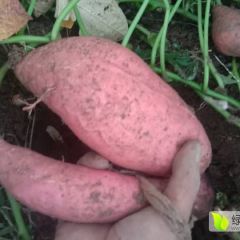 本地红薯大量上市主营商薯19 豫薯13