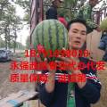 陕西甜王西瓜、金城5号西瓜，黑无子西瓜直生苗