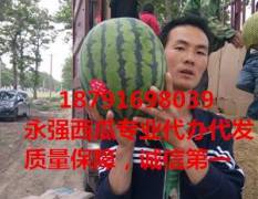 陕西甜王西瓜、金城5号西瓜，黑无子西瓜直生苗